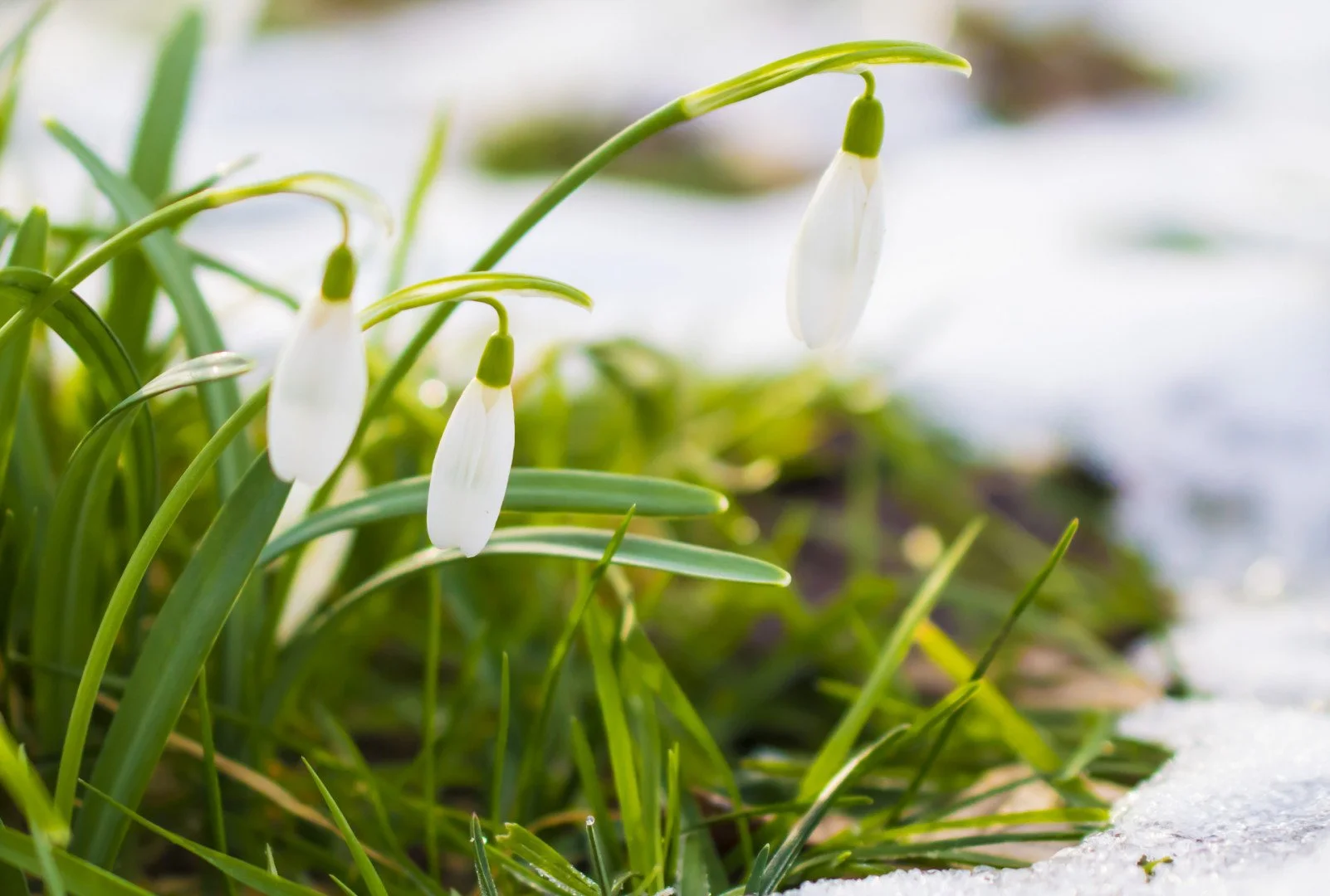 Perce_Neige_02_2.jpg