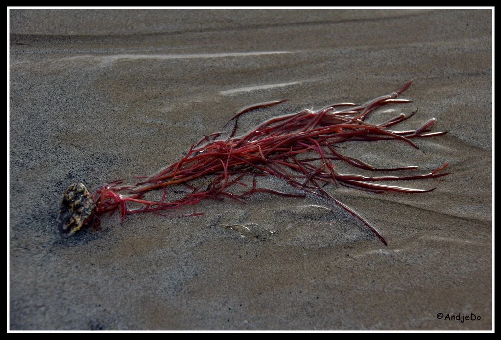 08ParamePlage.jpg