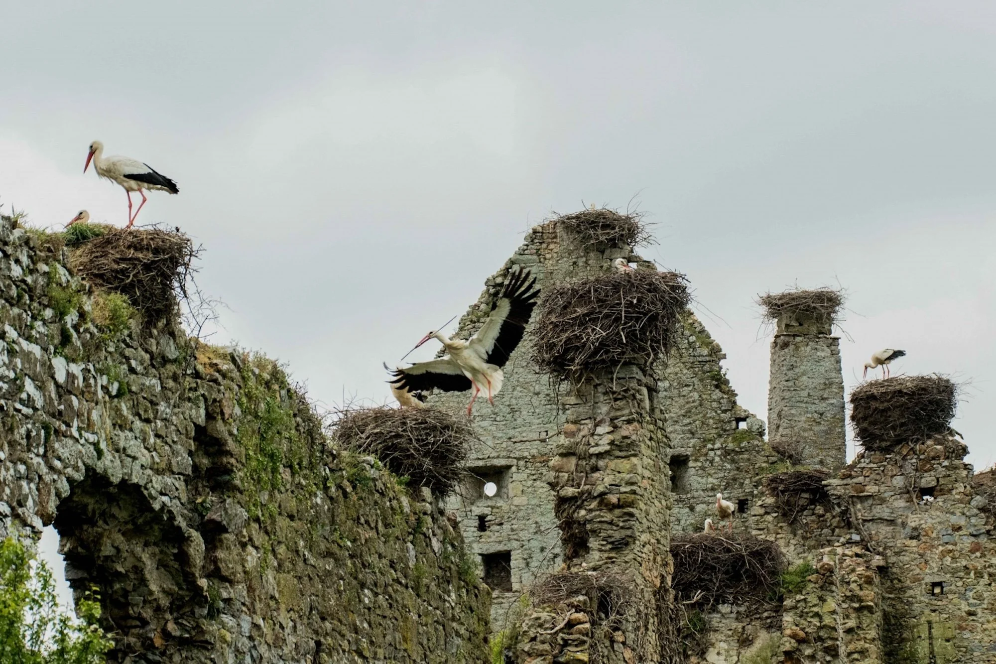 Château-de-la-Rivière-Cigognes-25.jpg