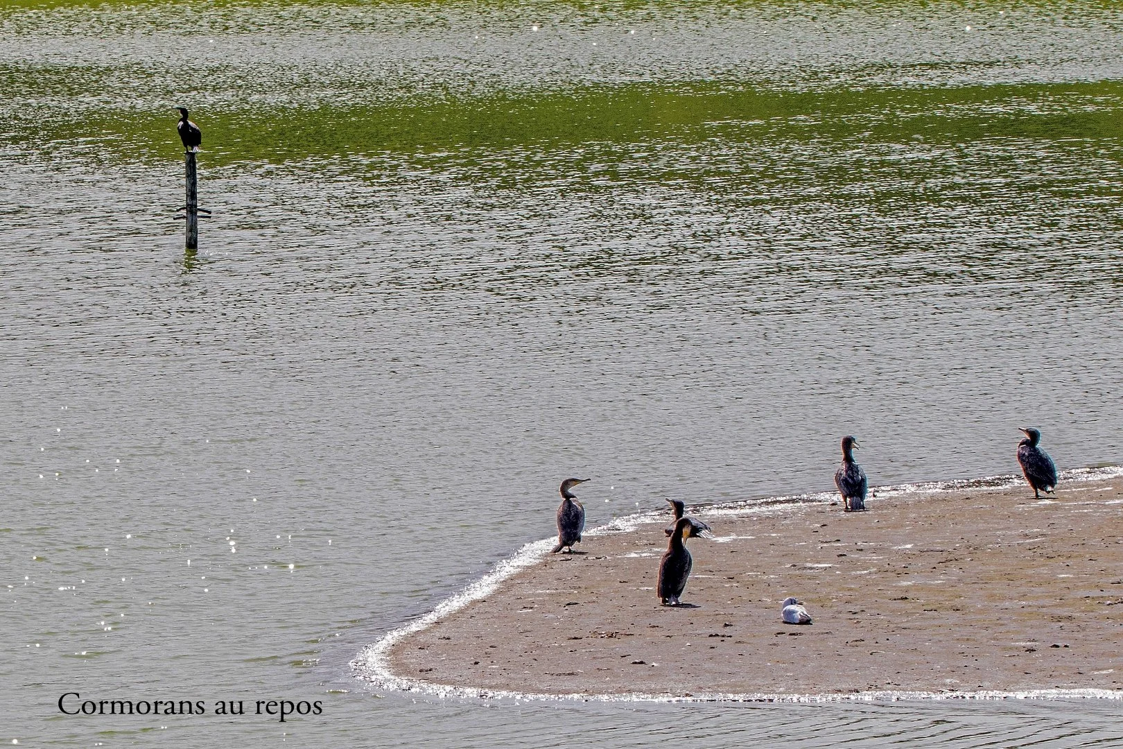 Parc-du-Marquenterre-13.jpg
