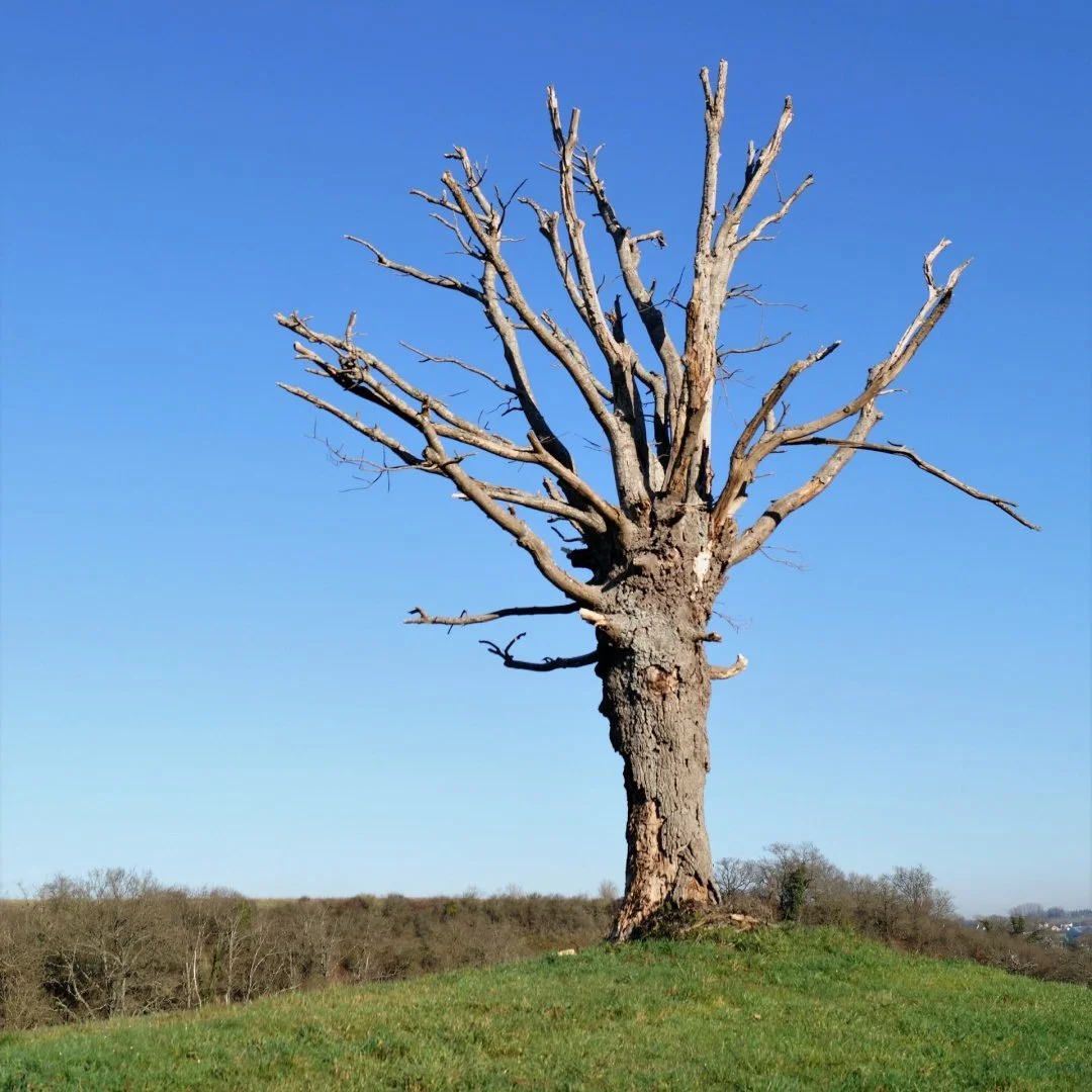 Branché.jpg