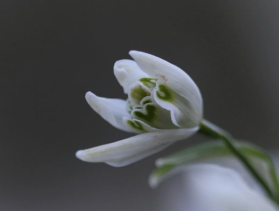 Perce-Neige.jpg