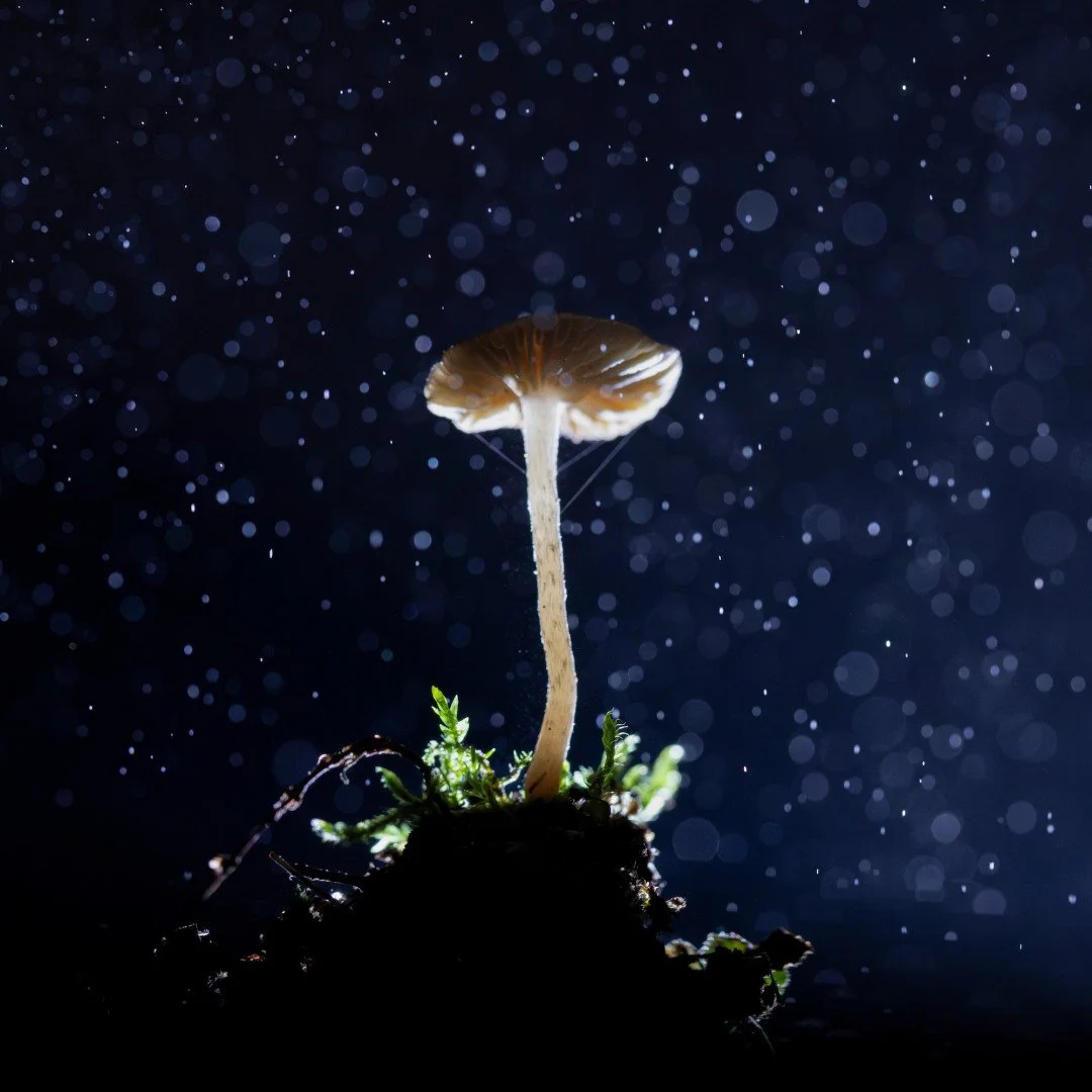 RG_1125_Champignon01.jpg