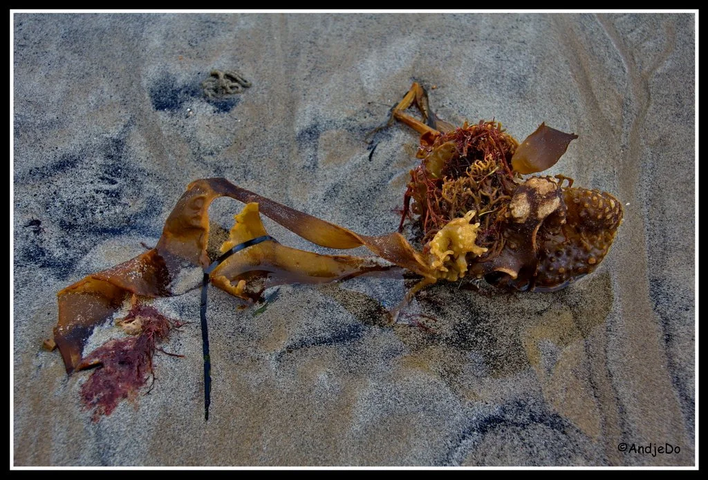 13ParamePlage.jpg