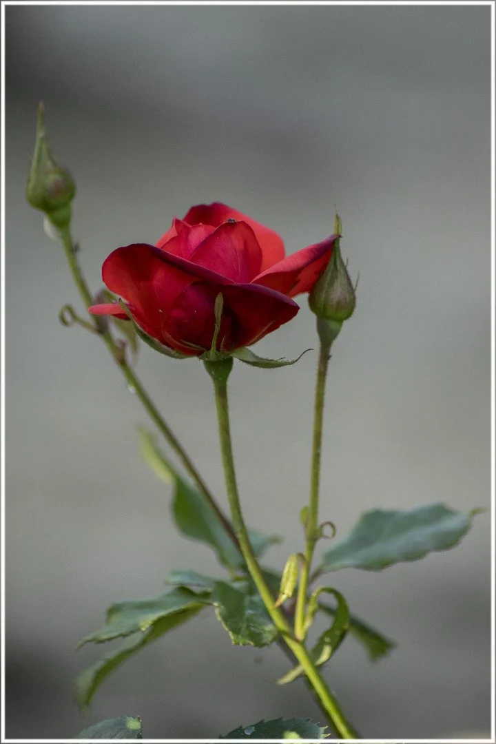 Roses-14.jpg