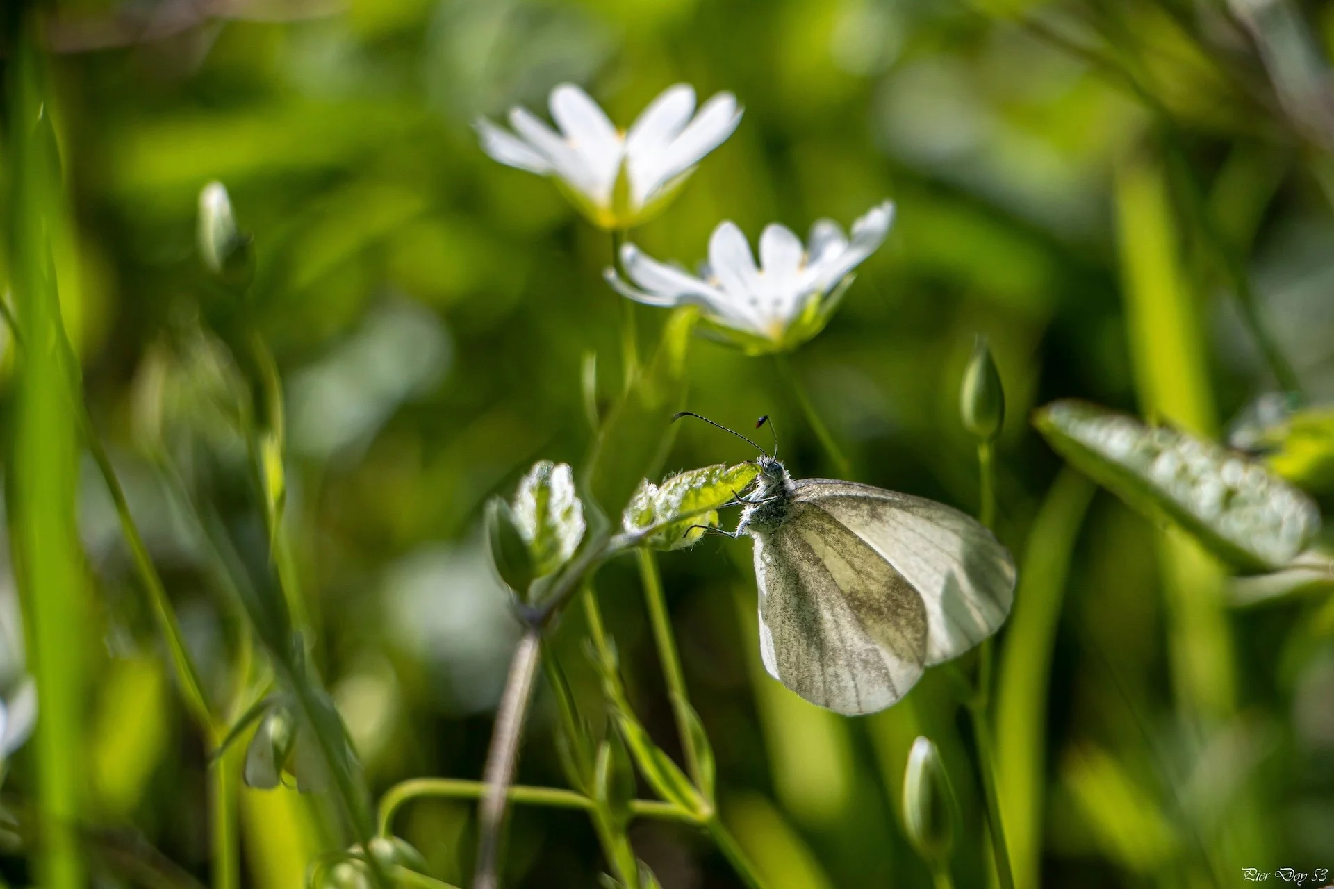 3-26 P-D (3) Pieris .jpg