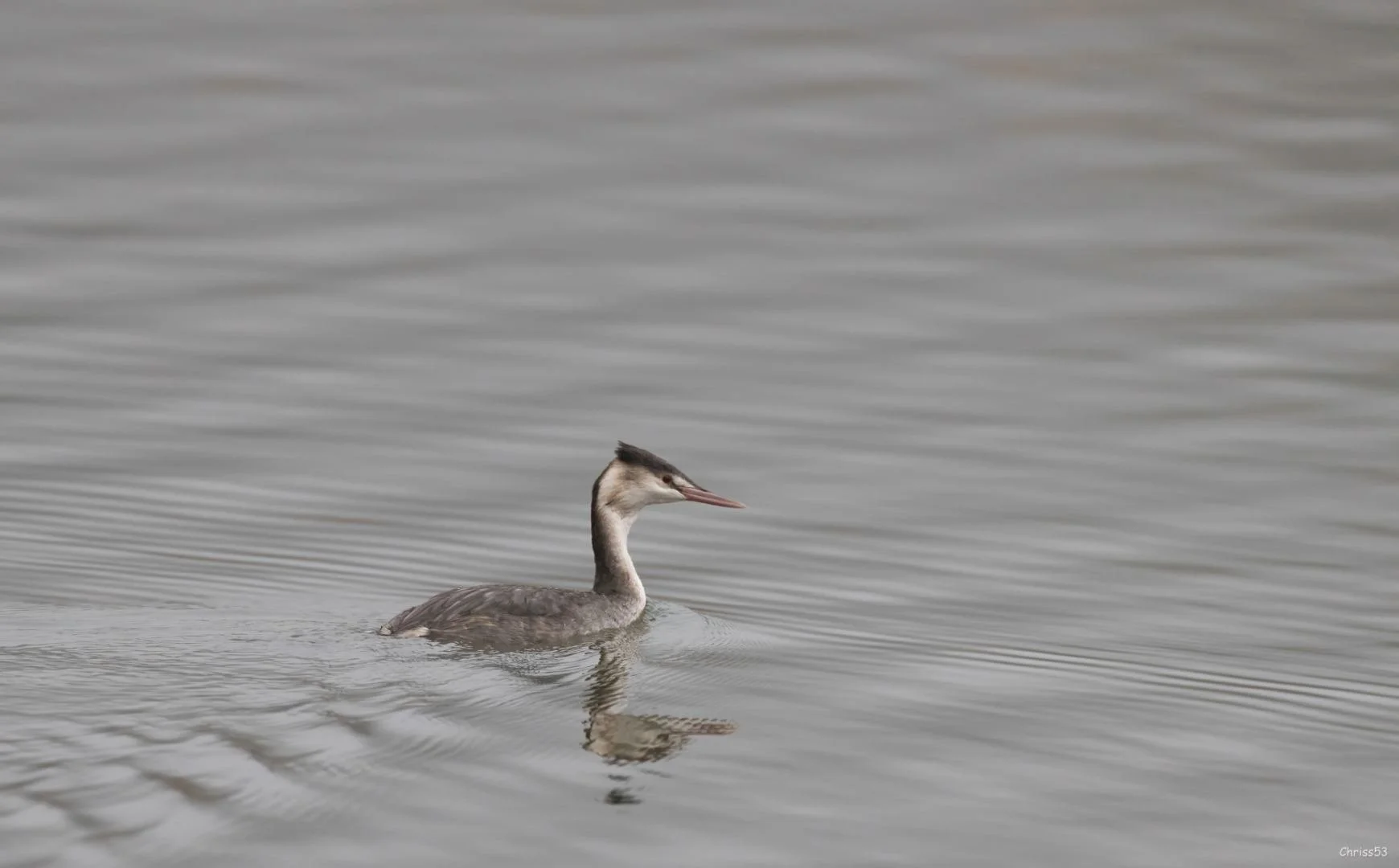 CP-11-2024-7-Grebe-huppe-.jpg