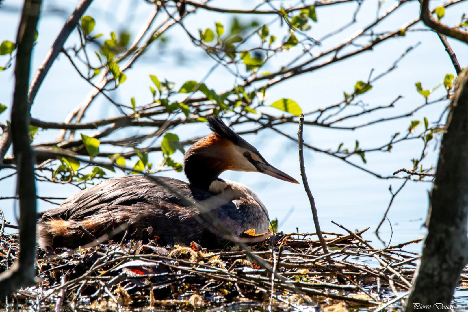 P-D-04-25-7-Grebe-huppe.jpg