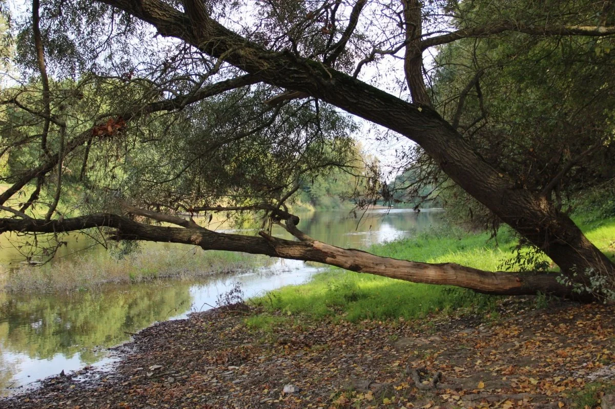 16-juigne-sur-loire.jpg