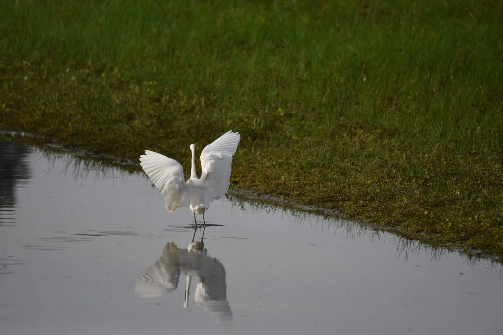 HM-Aigrette-garzette-Mod-600mm-S-Vit4000s-f6.3-ISO-720-Bourgon-DSC_0521.jpg