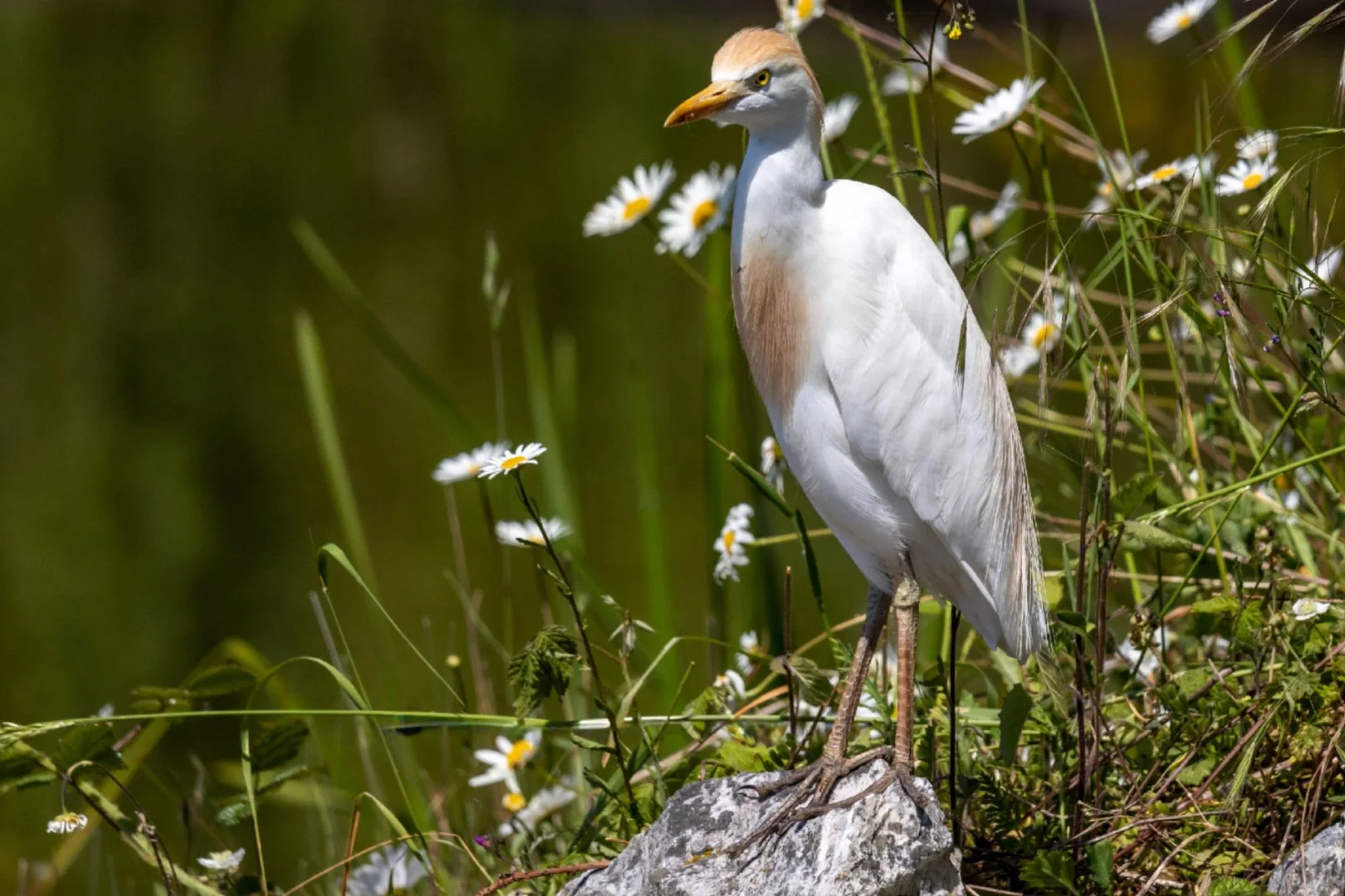 Heron-garde-boeufs.jpg