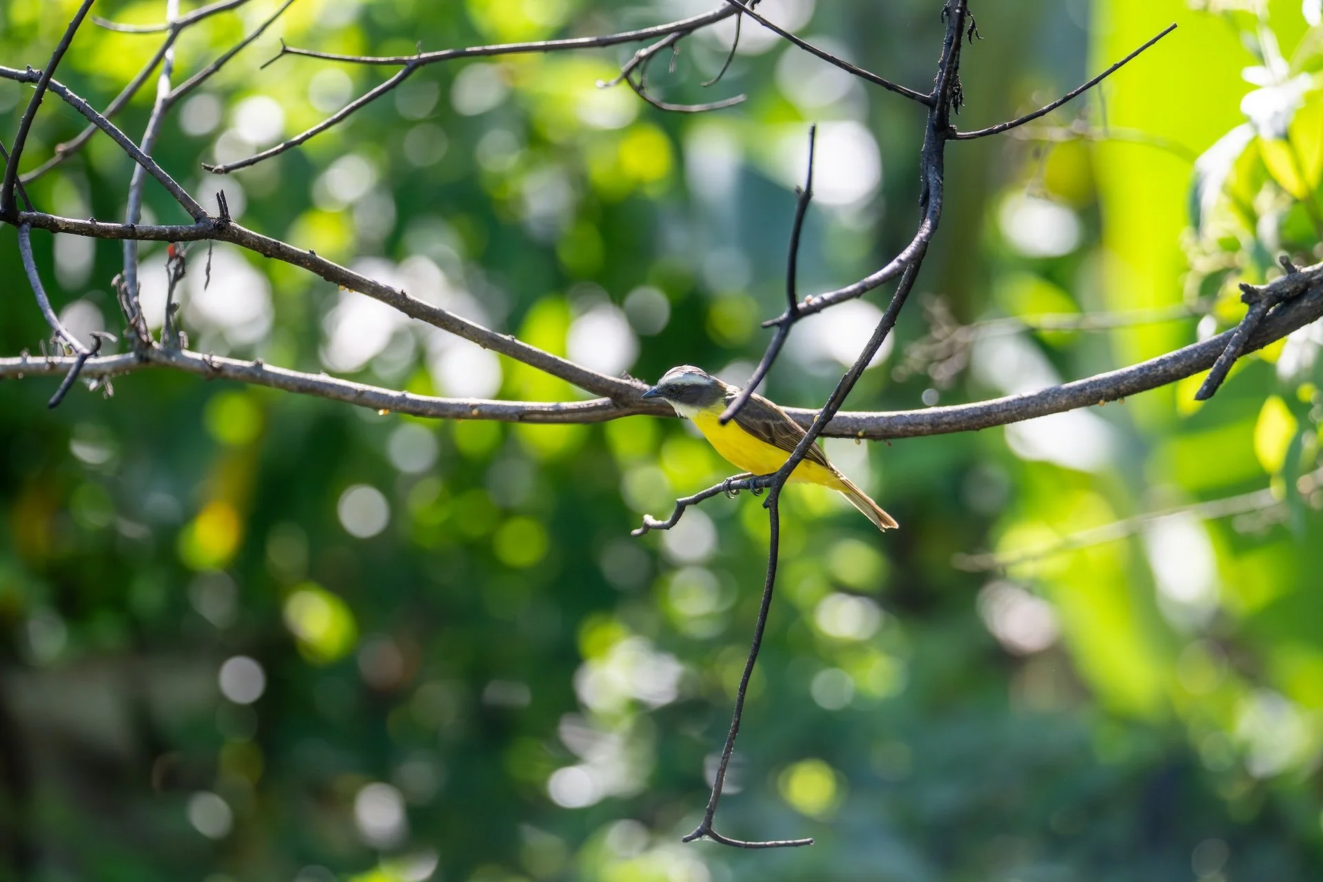01-04-HM28 Social Flycatcher DSC_9299.jpg