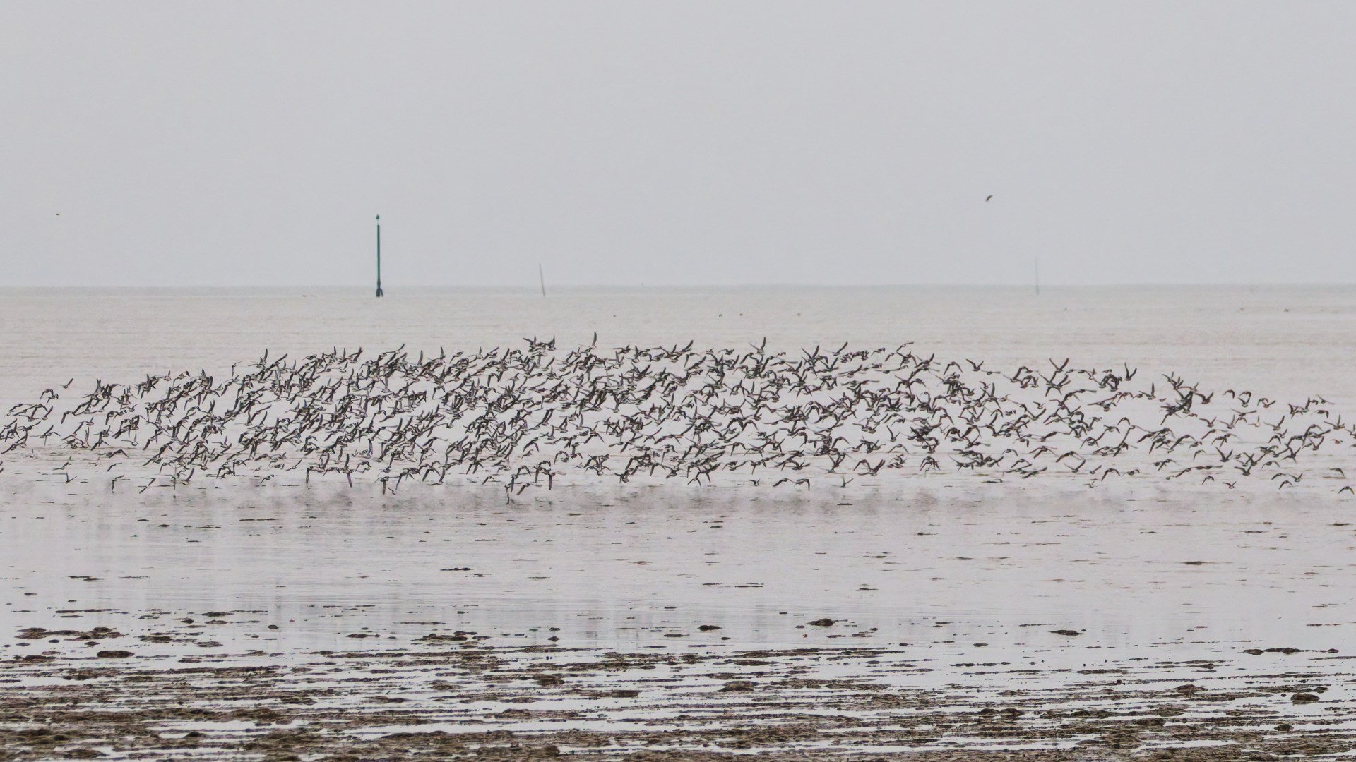 JV-Decembre-2024-Bihoreau-Frossay-PC200005_DxO-15_2.jpg