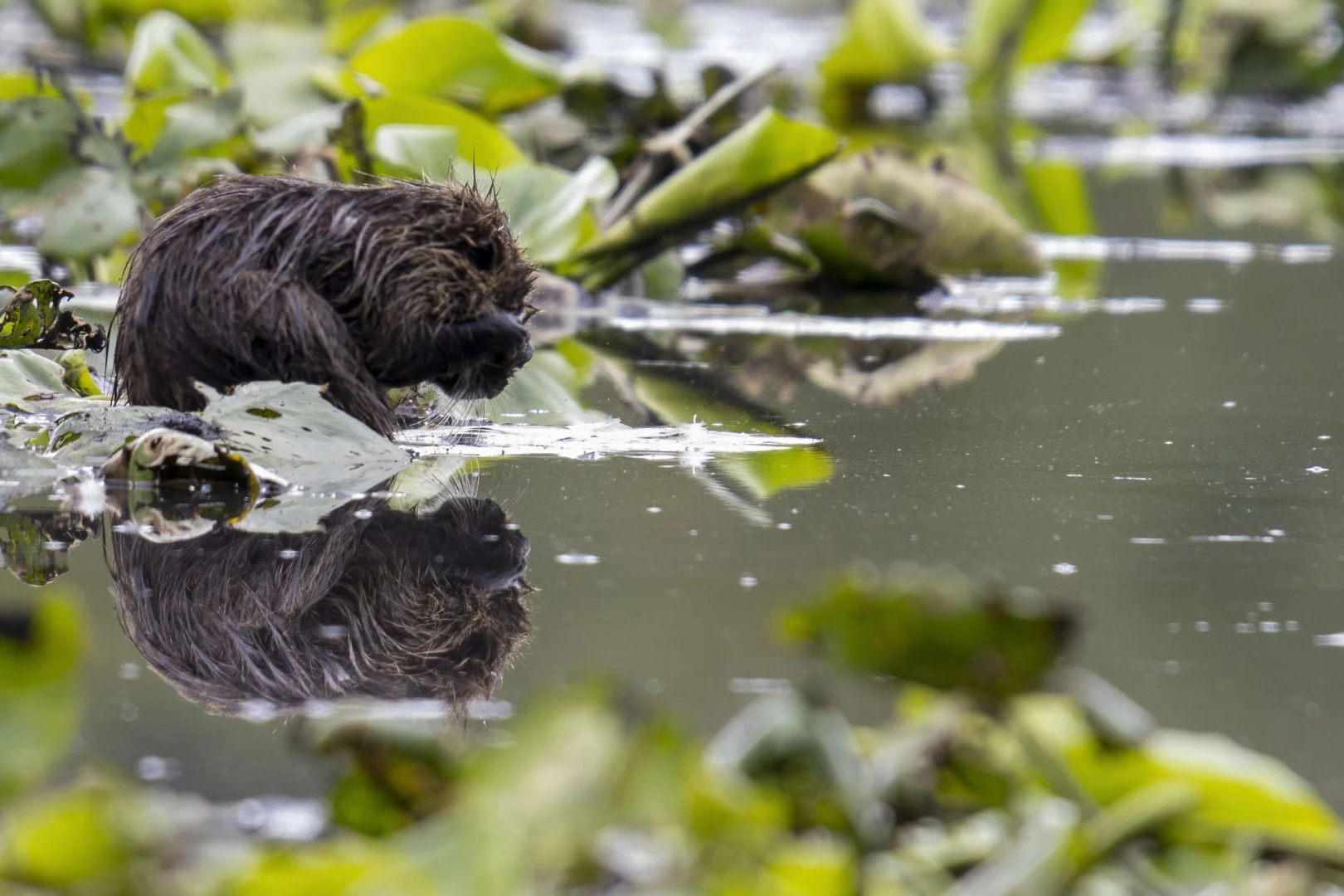 Miroir-de-ragondin.jpg