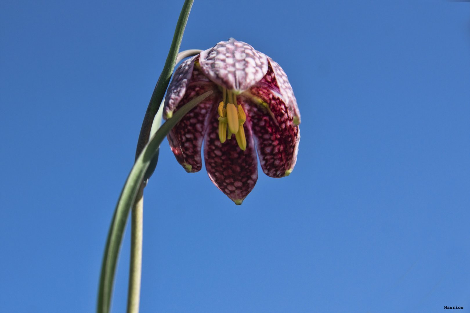 Fritillaires_avril_2021_34.jpg