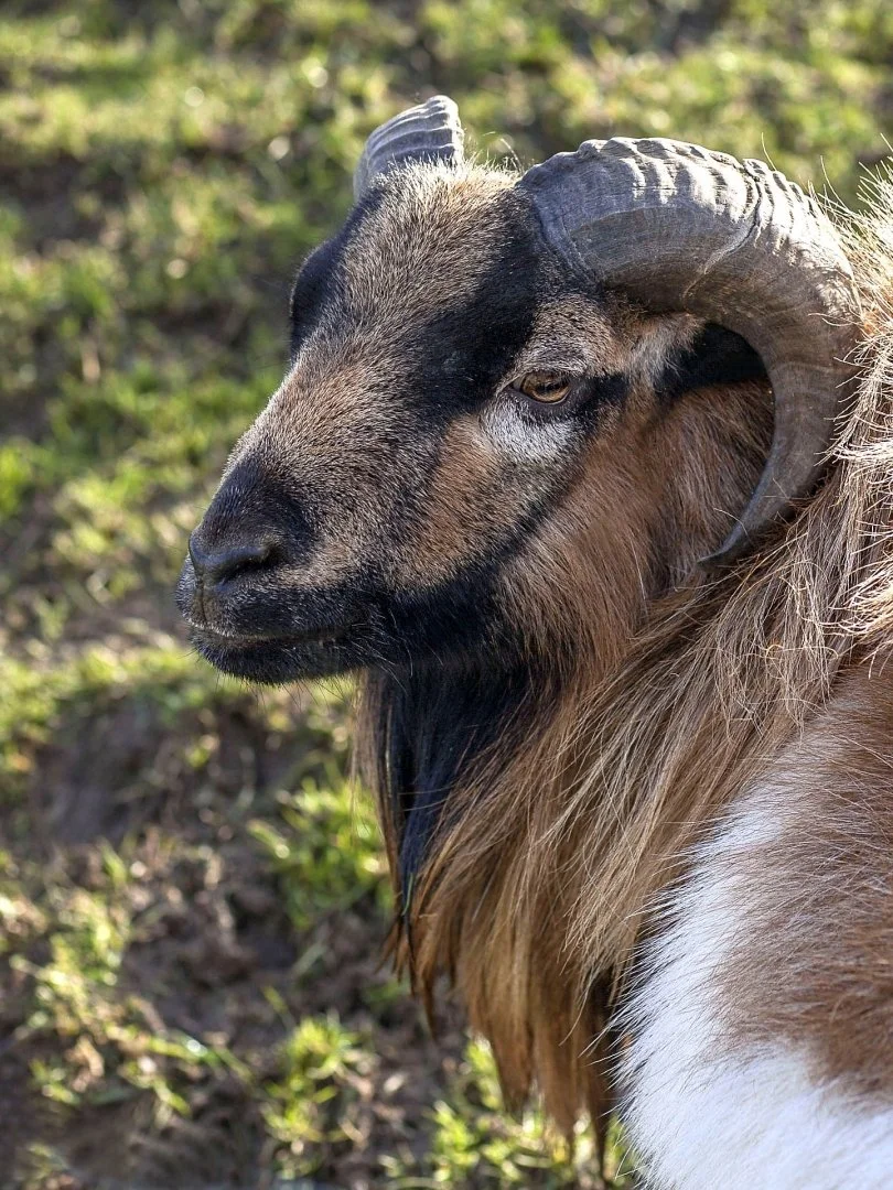 Mouton-du-Cameroun.jpg
