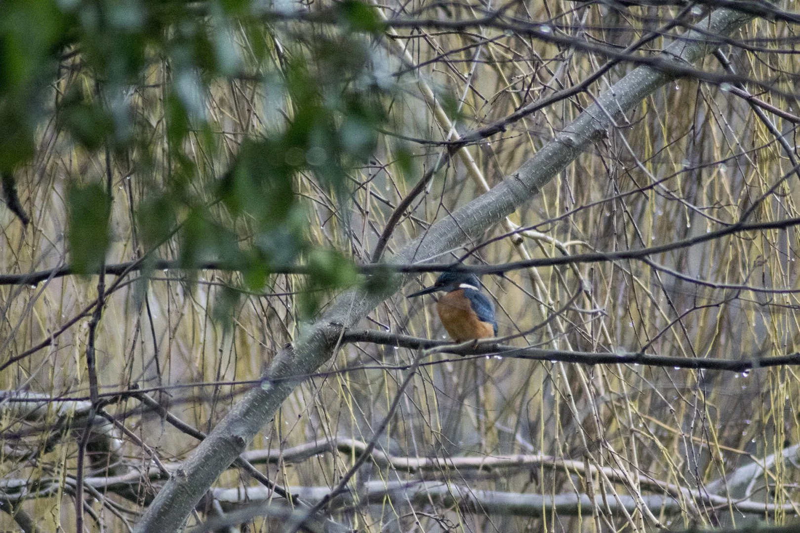 P-D-01-22-3-1.320-F-5.6-300mm-3200-iso.jpg