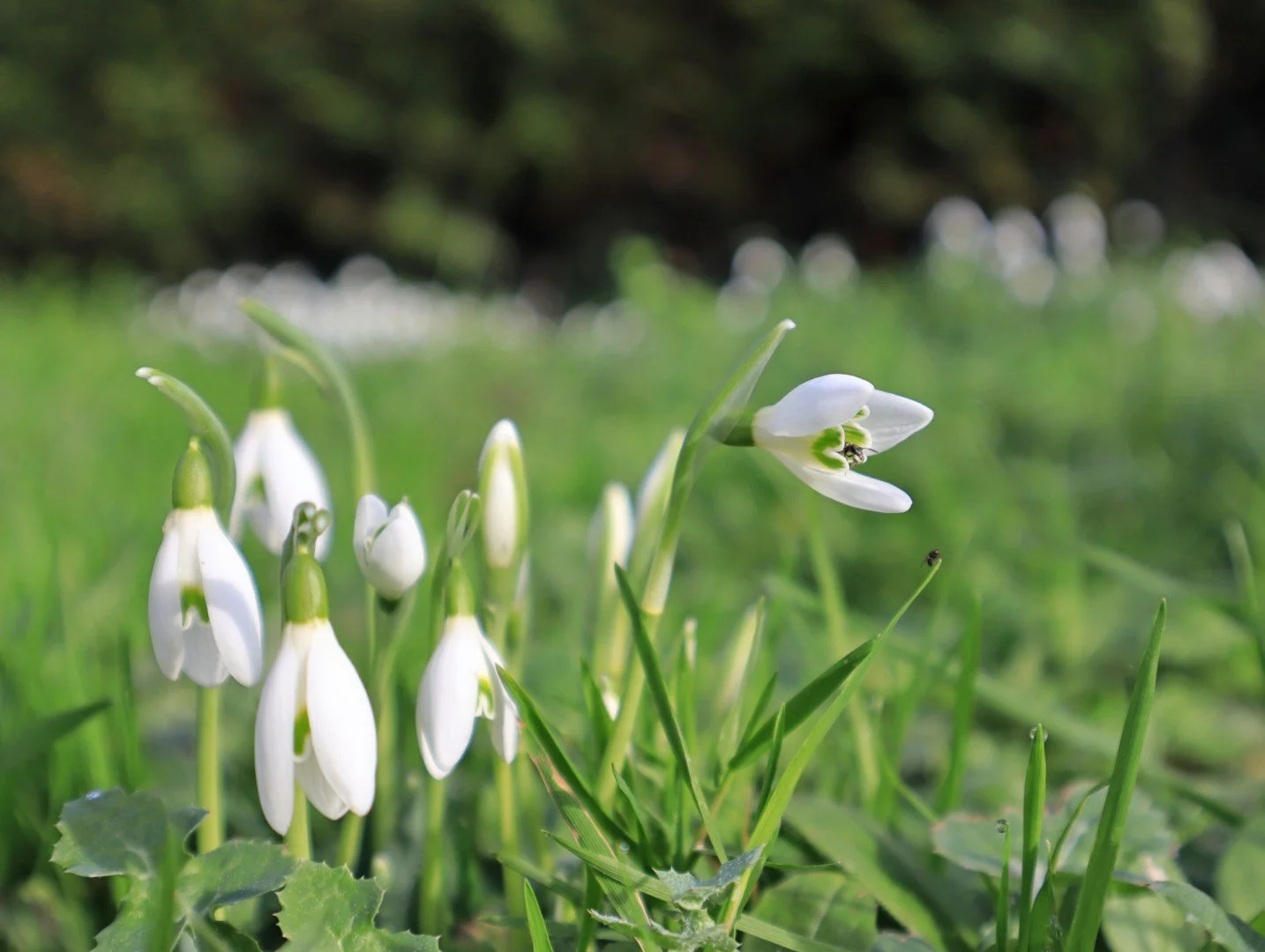 Perce-neige-sans-neige.jpg