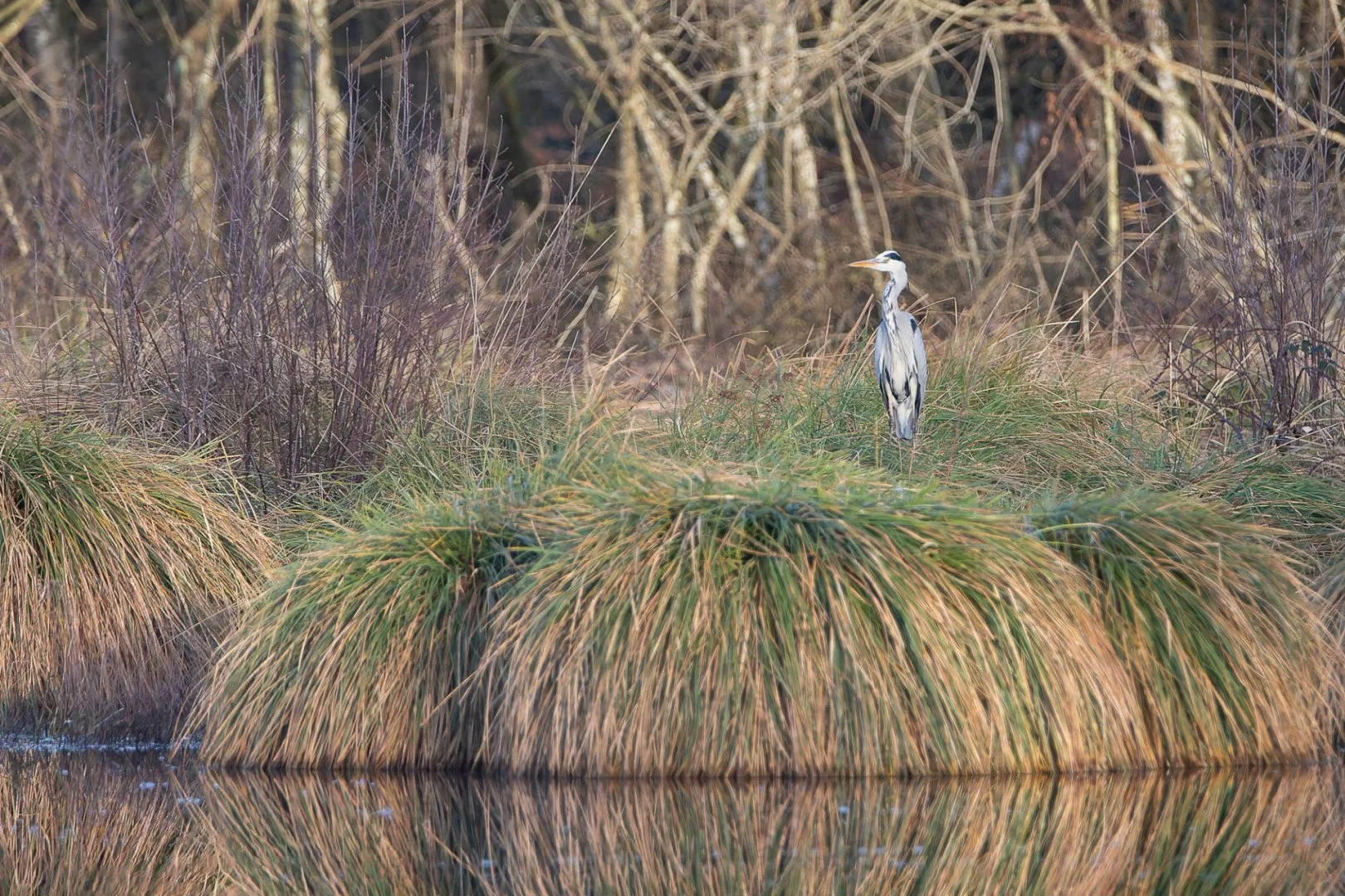 PF_0124_heron-cendre.jpg