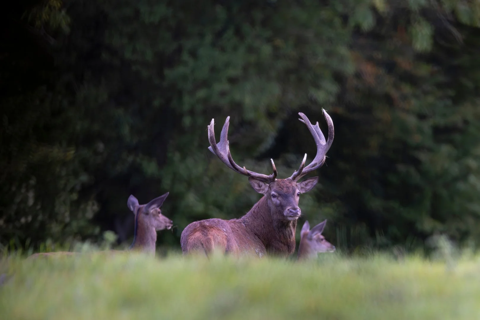 RG_0925_Cerf09.jpg