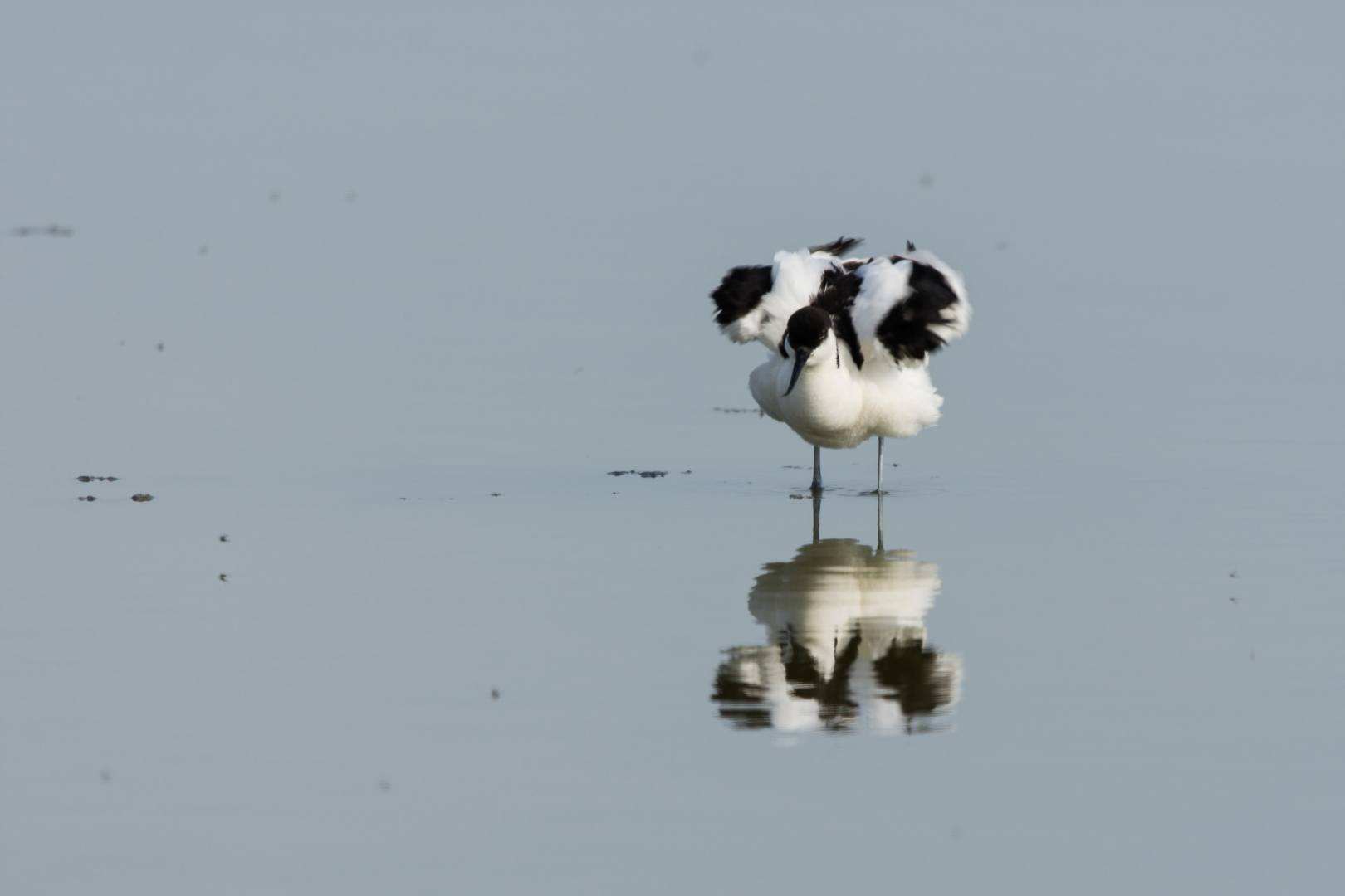 BH05-2022-09-Avocette-elegante.jpg