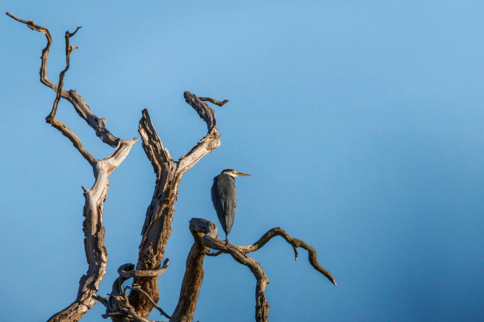 Heron.jpg