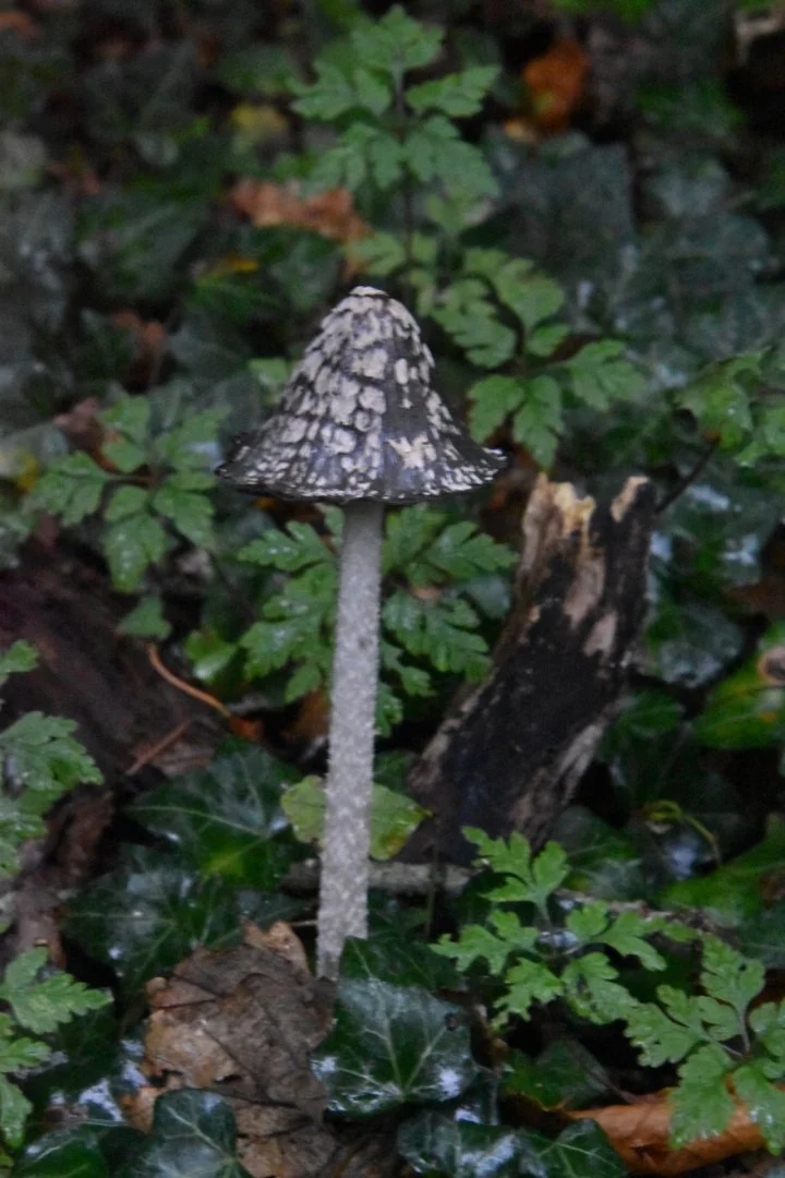 DSC_0011.jpg