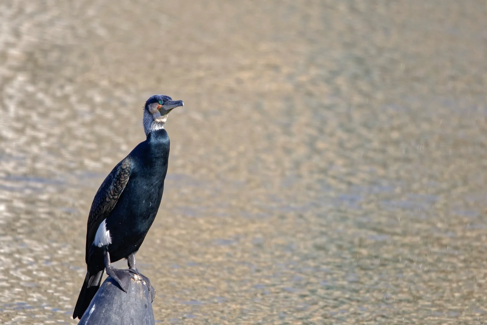 Nelly-Cormoran.jpg