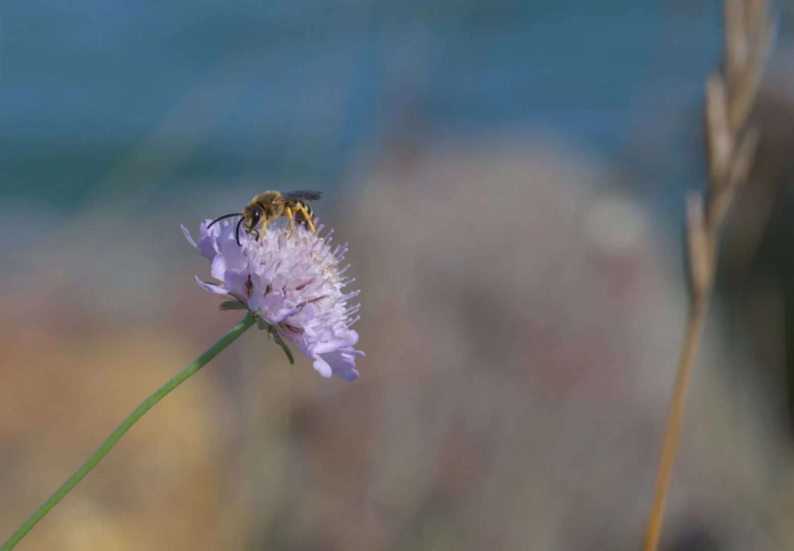 Abeille.jpg