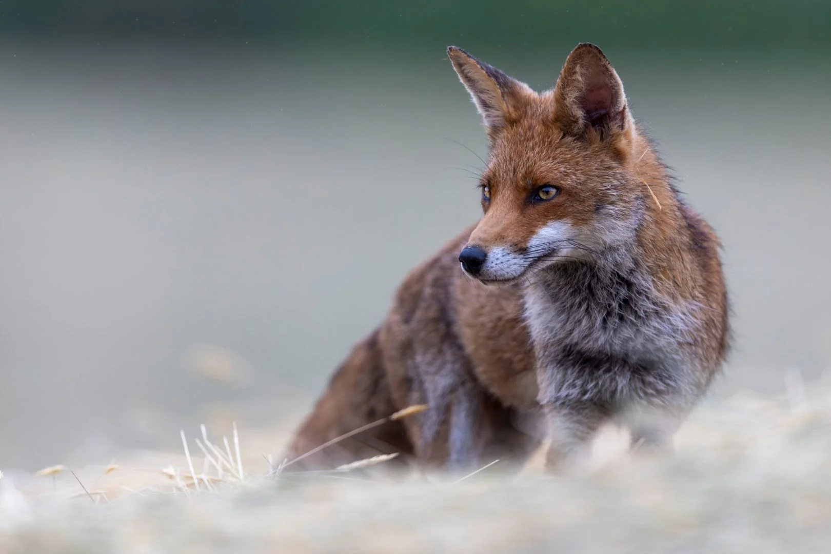 Un renard regarde à l'horizon