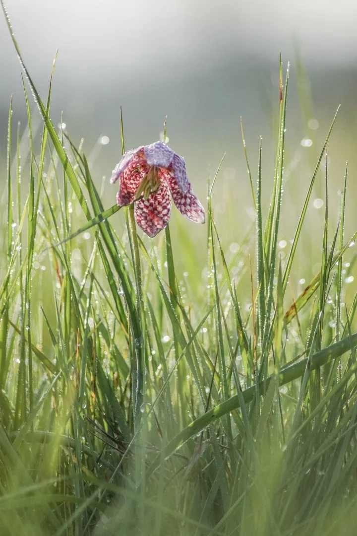 Fritillaires-2019-13.JPG