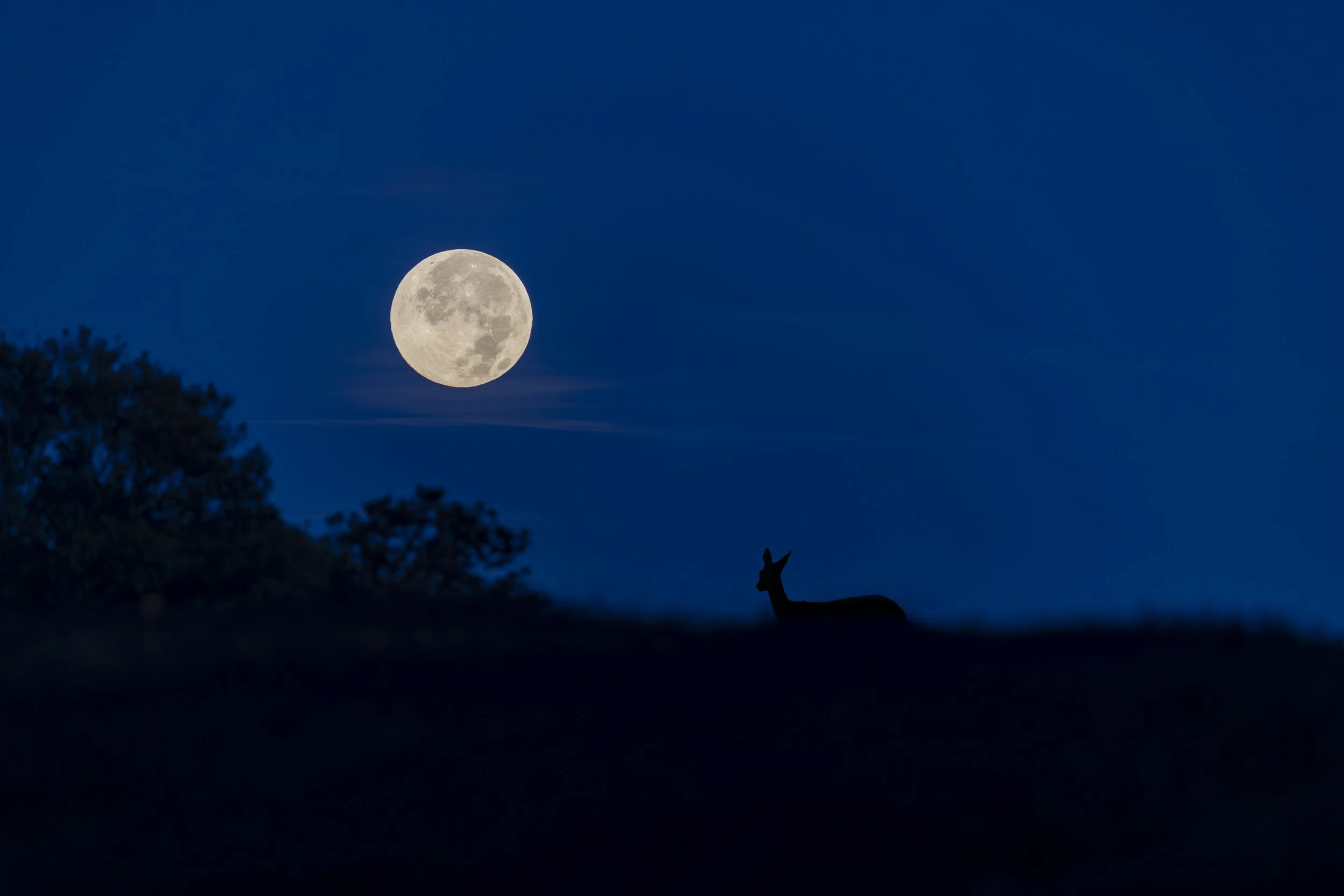 Contemplation lunaire.jpg