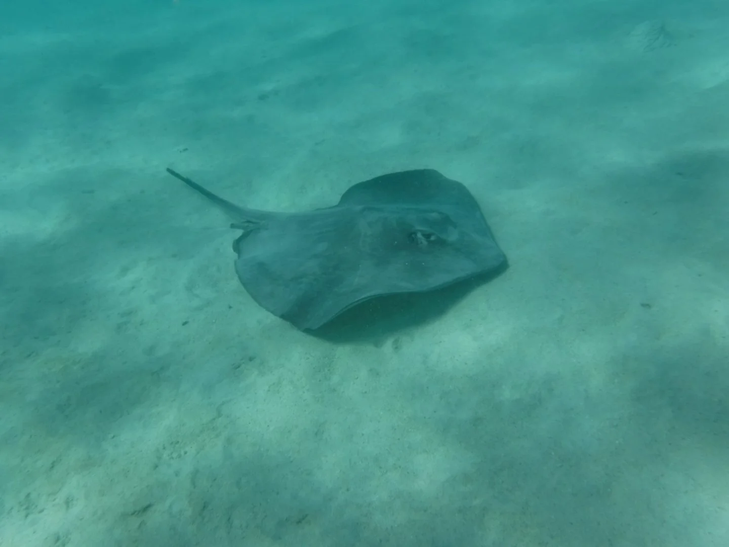 HM-Raie-Pastenague-Mod-5mm-S-Vit900s-f6.2-ISO100-Moorea-DSCF1955_01.jpg