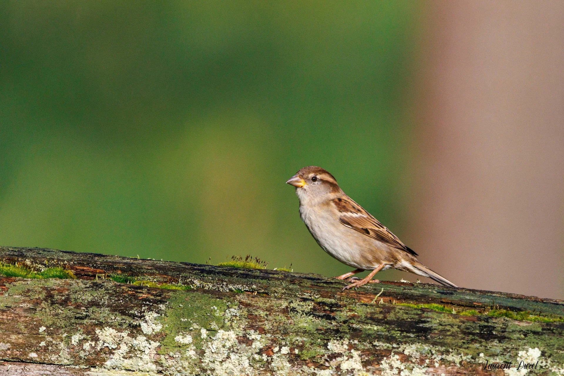 01-2026-LD-Moineau.jpg