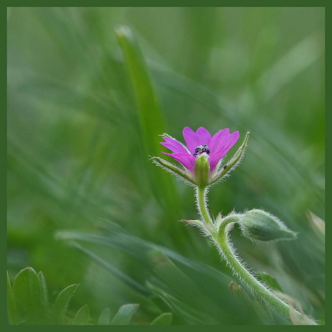 fleur-sauvage.jpg