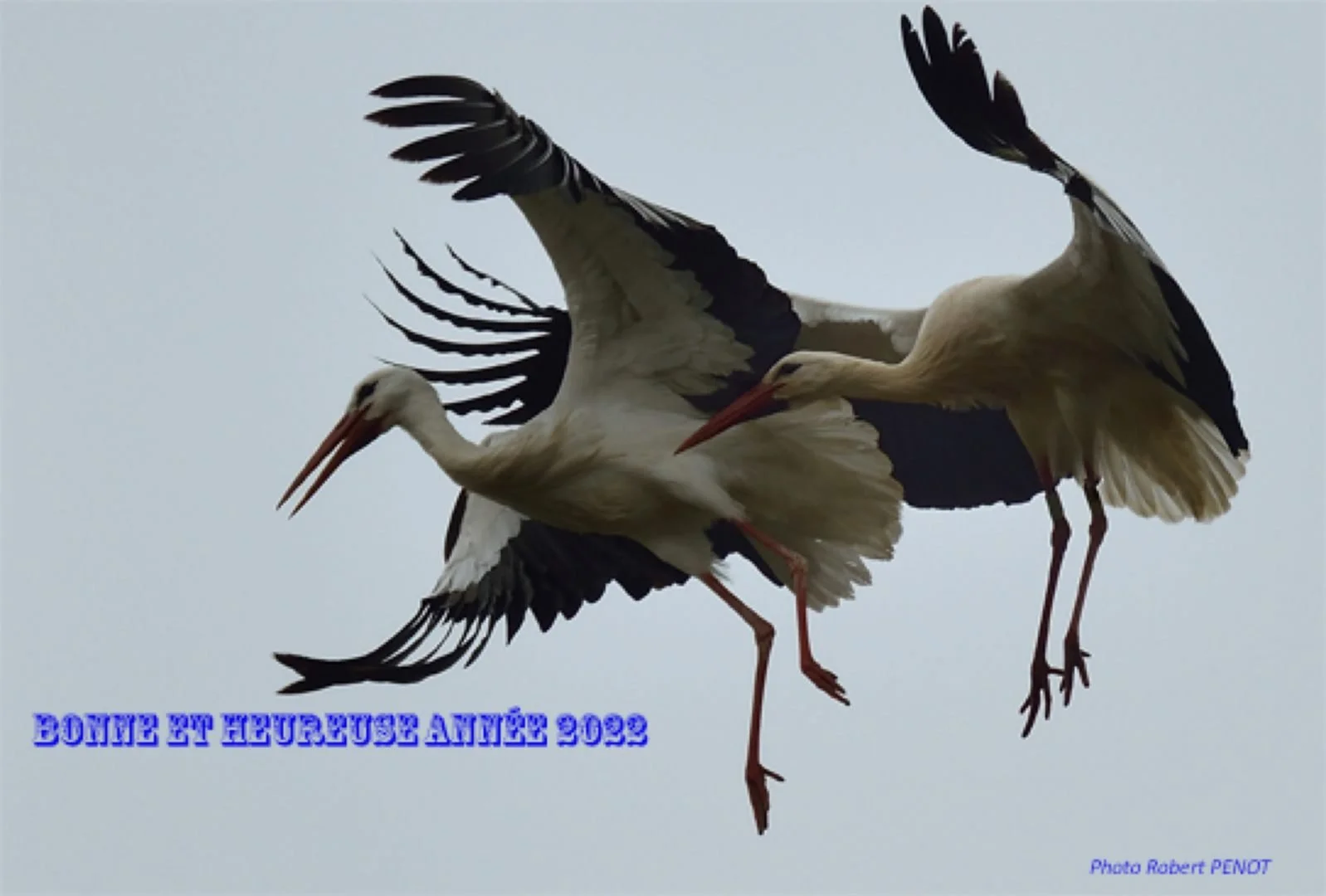 Robert-RP-03-2019-11-Copie-Copie.jpg
