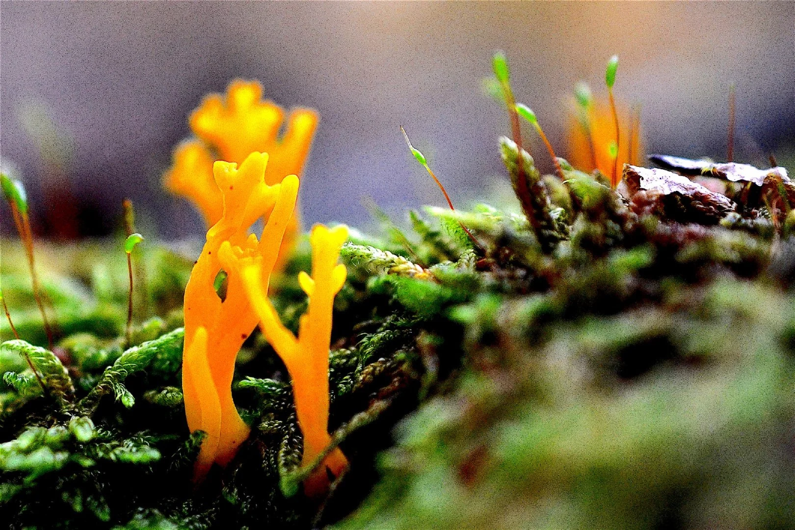 champignon-0022.jpg