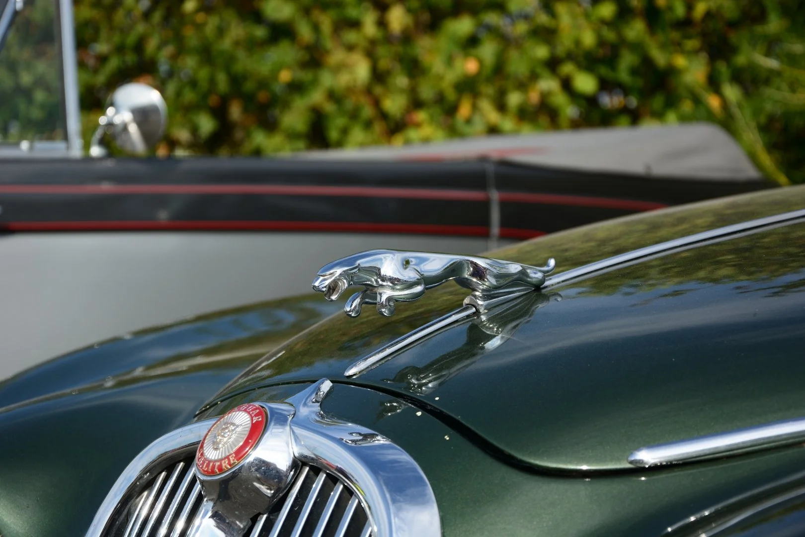 Jaguar.jpg