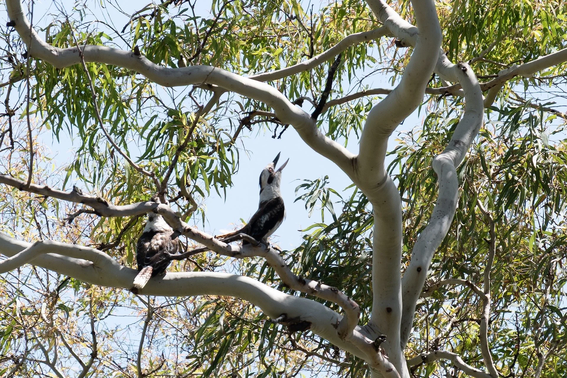 02-26 Bh kookaburra.jpg