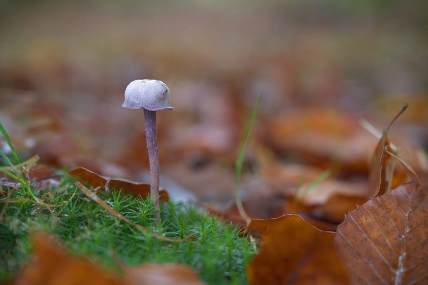 Champignon_Forestier.jpg