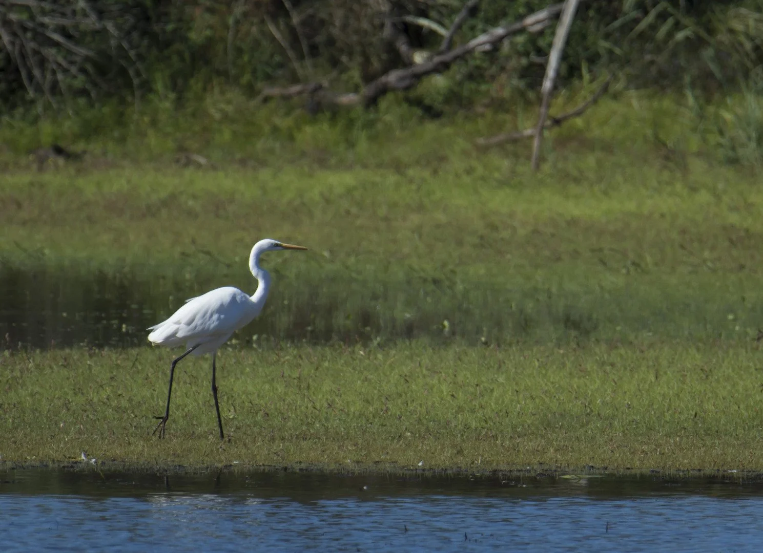 Grande_Aigrette04_F6_3_1-2000sec_400Iso_600mm.jpg