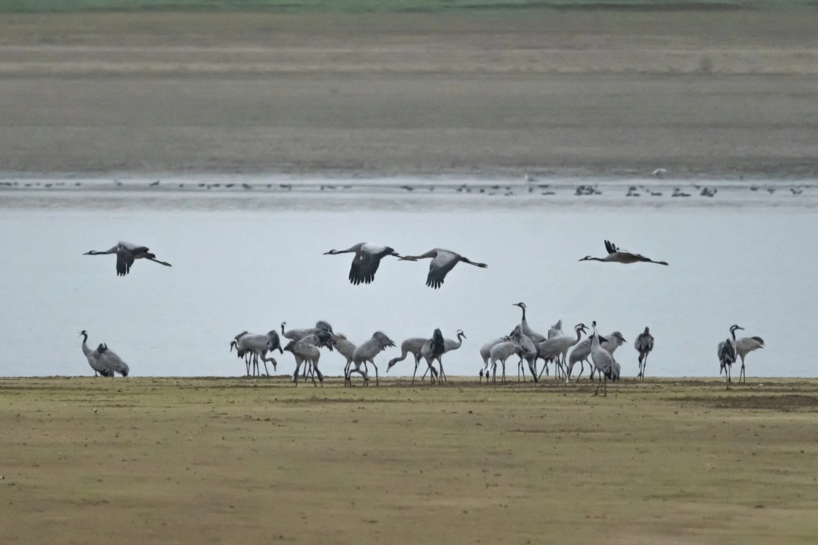 BH112024-18-grues-cendrees.jpg