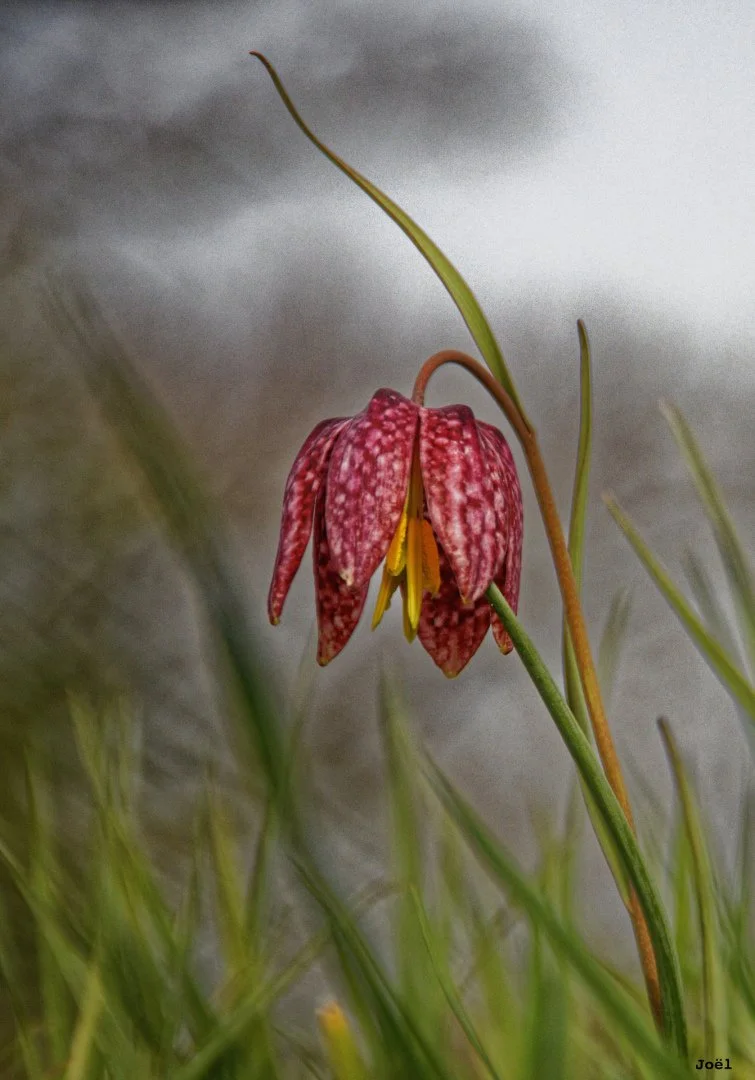 Fritillaires_avril_2021_28.jpg