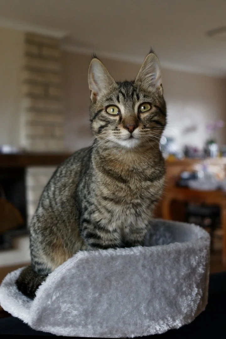 Chat-Perche.jpg