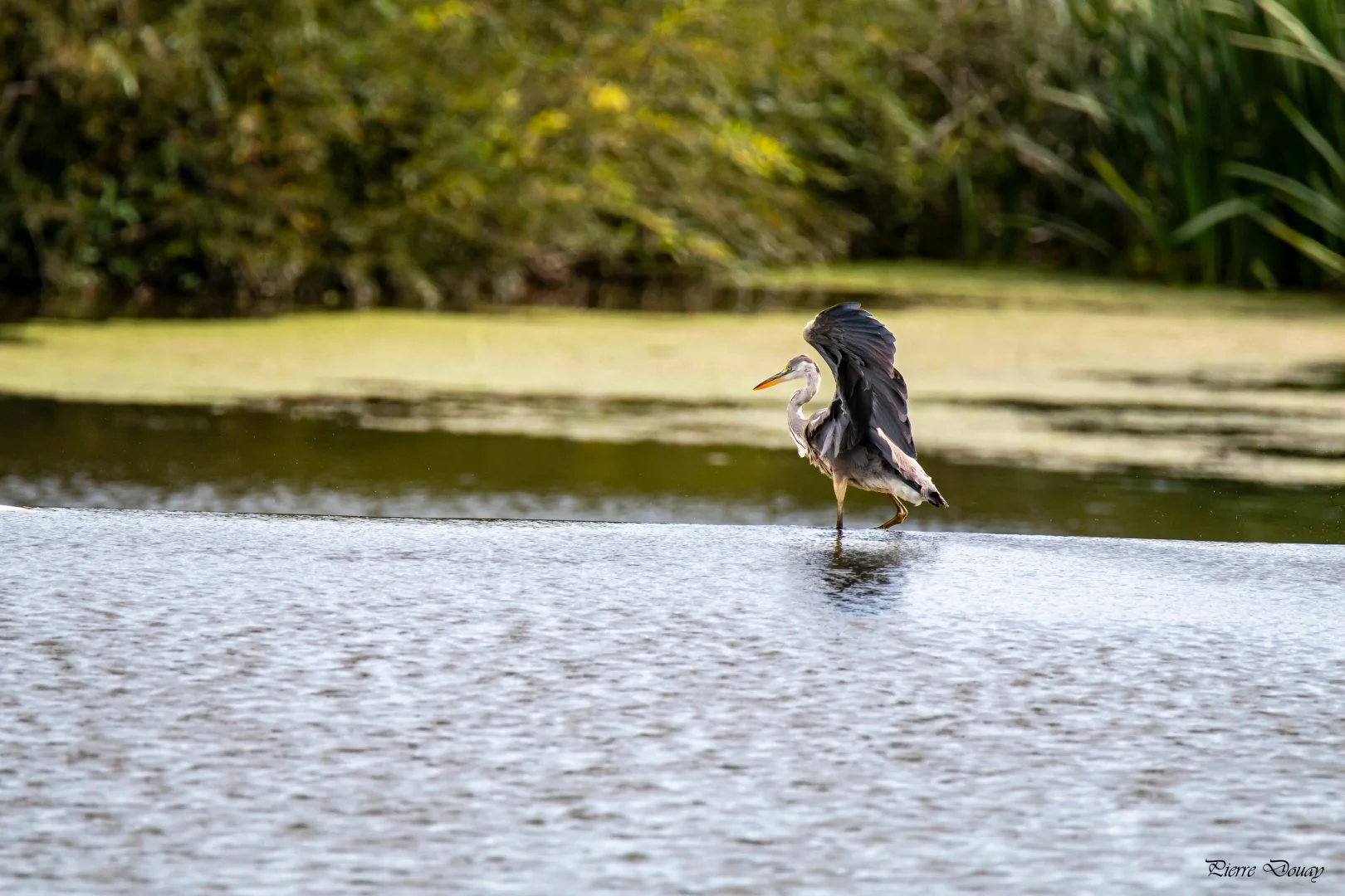 09-25-P-D-Heron-2.jpg