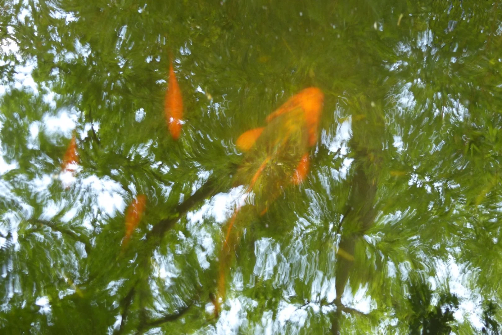 Reflels-aquatiques.JPG