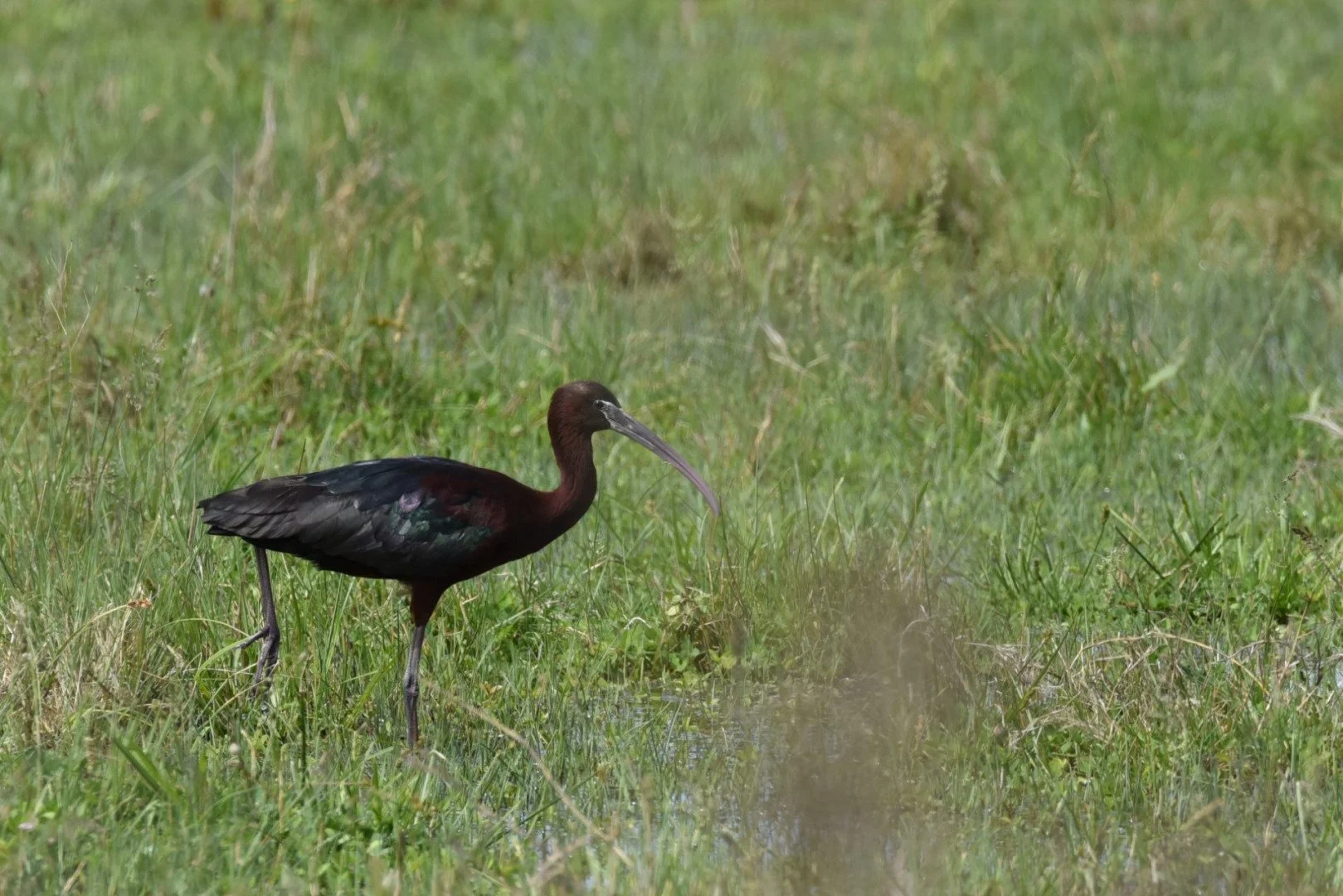 HM-Ibis-falcinelleDSC_5082_01.jpg