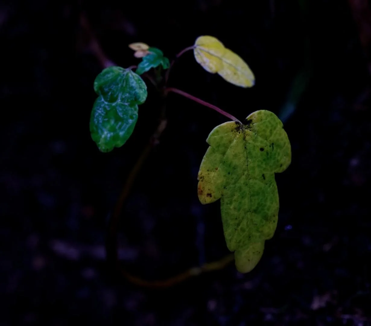 IMG_9093_DXO.jpg