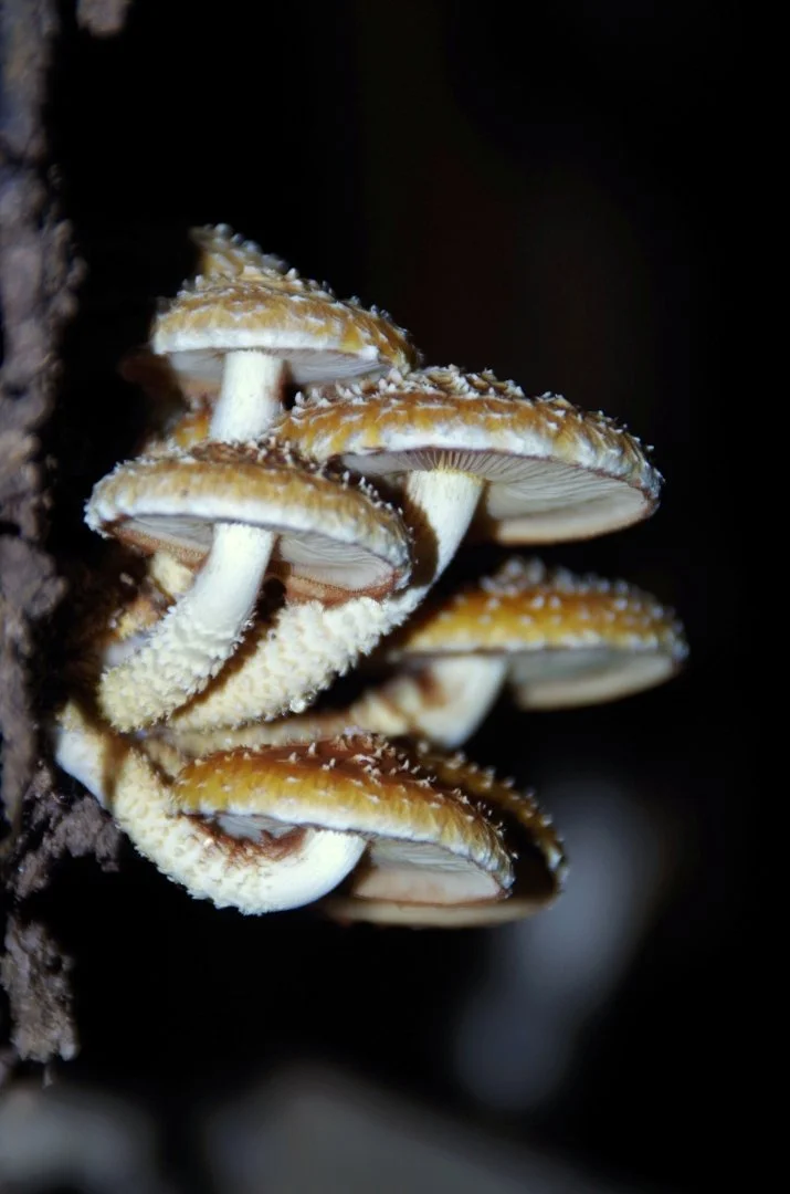 Champignons.jpg