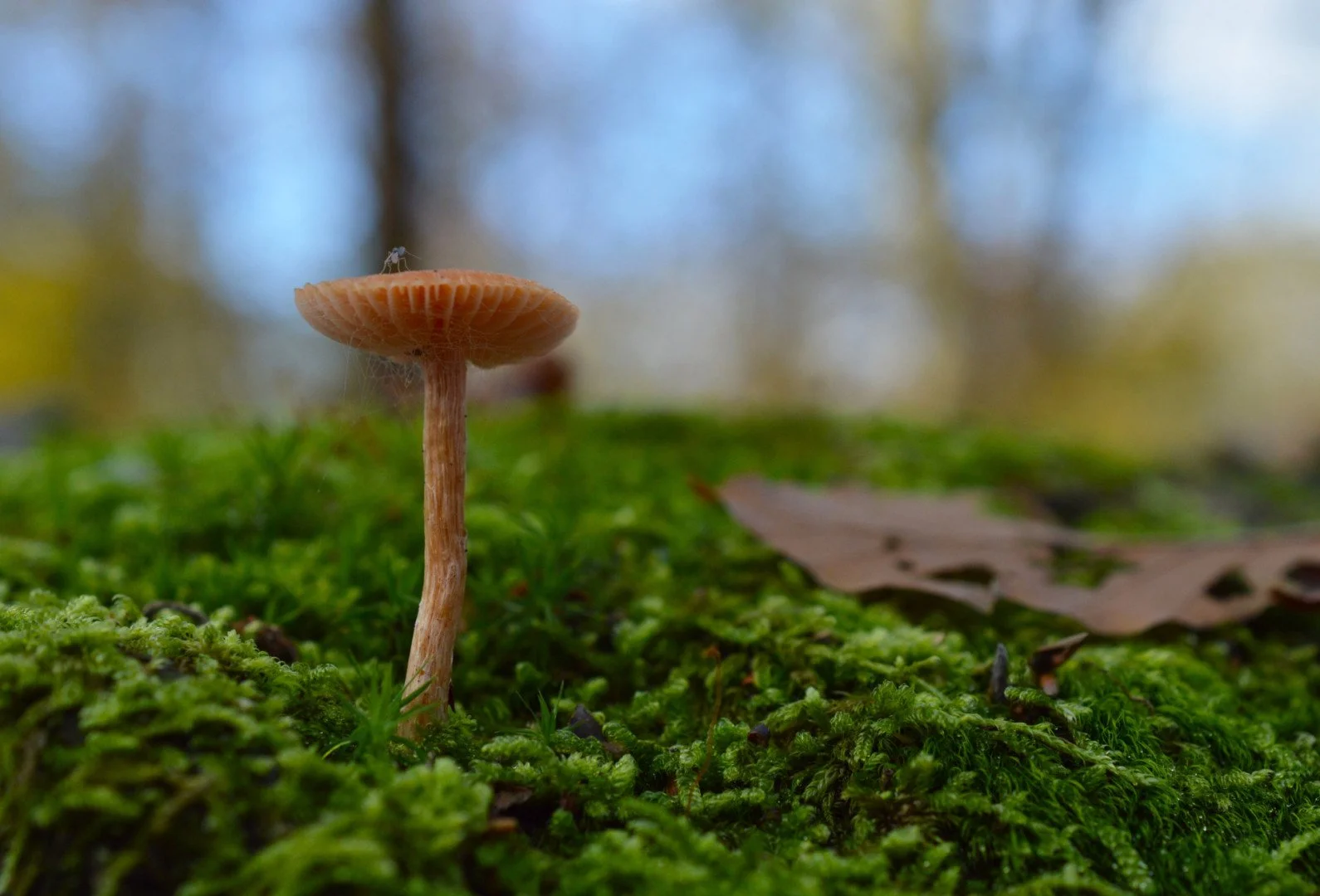 Mini-Champignon.jpg